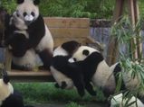 Cuteness Alert:  Adorable Pandas Doing Funny Activities Will Make You Fall In Love With Them