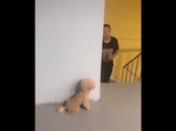 Viral: This Pup Plans A Prank For His Owner By Hiding Behind A Wall