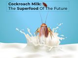 Cockroach Milk: The Superfood Of The Future