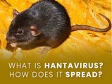 Hantavirus: What Are The Symptoms? How Does It Spread? Everything You Need To Know