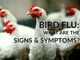 Bird Flu: Causes, Symptoms, Risk Factors, Diagnosis And Treatment