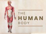 The Human Body: Know About Anatomy, Facts And Chemical Composition