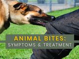 Animal Bite: Why Do They Bite? Symptoms, Complications, Diagnosis And Treatment