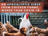 Apocalyptic Virus From Chicken Farms Worse Than COVID-19, Reports