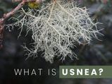 All You Need To Know About Usnea, A Herbal Supplement 