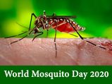 World Mosquito Day 2020: History, Significance And Facts About Mosquitoes