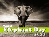 World Elephant Day: 12 Interesting Facts About Elephants On This Day