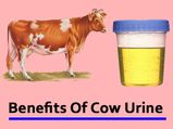 11 Benefits Of Cow Urine: A Study Based Approach