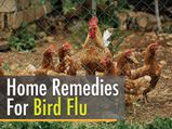 12 Herbal Home Remedies To Fight Bird Flu Or Avian Influenza