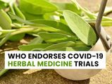 COVID-19: WHO Promotes Coronavirus Herbal Medicine Trials