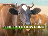 The Many Benefits And Uses Of Cow Dung
