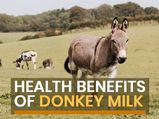 World Milk Day 2021: Evidence-Based Health Benefits Of Donkey Milk