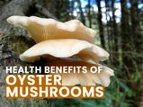 8 Amazing Health Benefits Of Oyster Mushrooms