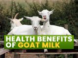 Goat Milk: Nutrition, Health Benefits And How To Use