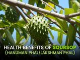 12 Evidence-Based Health Benefits Of Soursop (Hanuman Phal/Lakshman Phal)