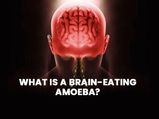 All You Need To Know About A Deadly Brain-Eating Amoeba: Causes, Symptoms, Treatments And Prevention