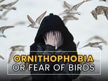 Ornithophobia Or Fear of Birds: Causes, Symptoms, Diagnosis, Treatments And Prevention