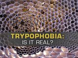 Repulsed By Honeycomb? Soap Bubbles? Lotus Stem? You May Have Trypophobia (Fear Of Holes)