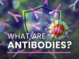 What Are Antibodies? How Do They Help Us Fight COVID-19?