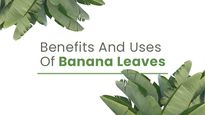 Banana Leaves: Medicinal Benefits And Traditional Uses