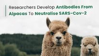 COVID-19: Antibodies 1000 Times Better At Neutralising SARS-Cov-2 Developed From Alpacas