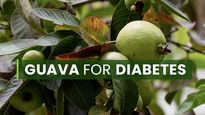 Guava Fruit And Leaves For People With Diabetes: Are They Healthy?