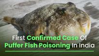 First Confirmed Case Of Puffer Fish Poisoning In India, Everything You Need To Know
