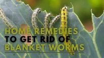 Home Remedies To Get Rid Of Blanket Worm (Kambli Poochi)