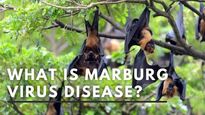 What Is Marburg Virus Disease? Everything You Need To Know
