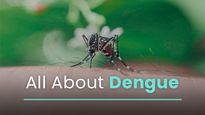 Dengue 101: Types, Causes, Symptoms, Complications, Treatments, Vaccines And Prevention