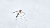 Government Asks States To Stress On Acceleration Of Prevention Activities For Vector Diseases Like Dengue