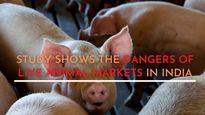 The Danger And Cruelty Of Live Animal Markets In India And Its Impact On Public Health