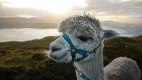 Tiny Antibodies From Llamas Can Potentially Treat COVID-19: Study