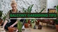 Love Plants In the Balcony? 8 Tips For Balcony Gardening At Home!