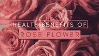 Valentine's Day 2023: Surprising Health Benefits Of Rose Flower