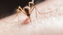 Launch Of The Global Arbovirus Initiative By The WHO