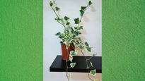 7 Humidity Absorbing Indoor Plants To Beat the Summer Heat