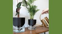 6 Ways to Prevent House Plants From Gettiṇg Burnt In The Summers