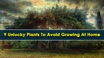 Unlucky Plants: Avoid Growing These Nine Forbidden Plants At Home, As Per Vastu 