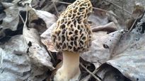 10 Evidence-Based Health Benefits Of Morel Mushrooms