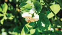 Monsoon Gardening: 8 Best Plants And Vegetables To Grow At Home During The Rains