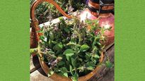 Tulsi, Money Plant, Bamboo: 6 Best Indoor Plants For The Home According To Vastu