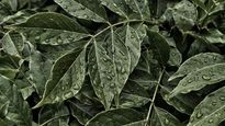 How To Care For Plants During The Monsoon Season: Here Are 5 Tips