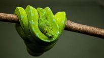 World Snakes Day 2022: Unknown Facts About Snakes