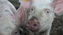 African Swine Fever: What You Need To Know