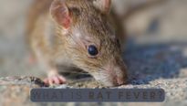 Rat Fever Reported In Karnataka: Know About The Causes, Symptoms, Treatment And Prevention