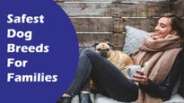 Love Pets? Here's A List Of Safest Dog Breeds Ideal For Kids And Families