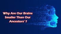 Why Are Our Brains Smaller Than Our Ancestors'?