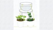 How To Take Care Of House Plants When On Vacation: 5 Expert Tips