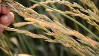 Health And Environmental Benefits Of Kernza, A Super Grain Of The Future